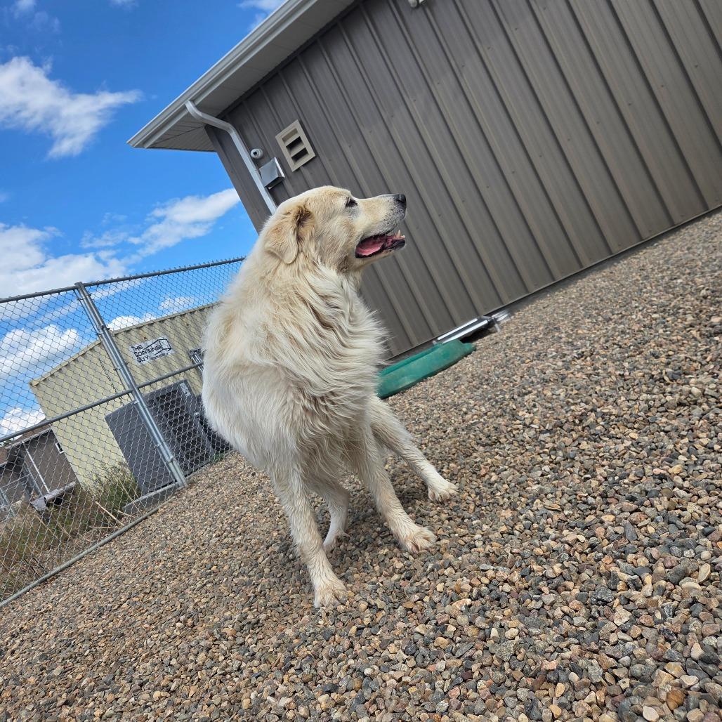Enlarge Zorro, a Adoptable Great Pyrenees in North Battleford, SK image 2/4