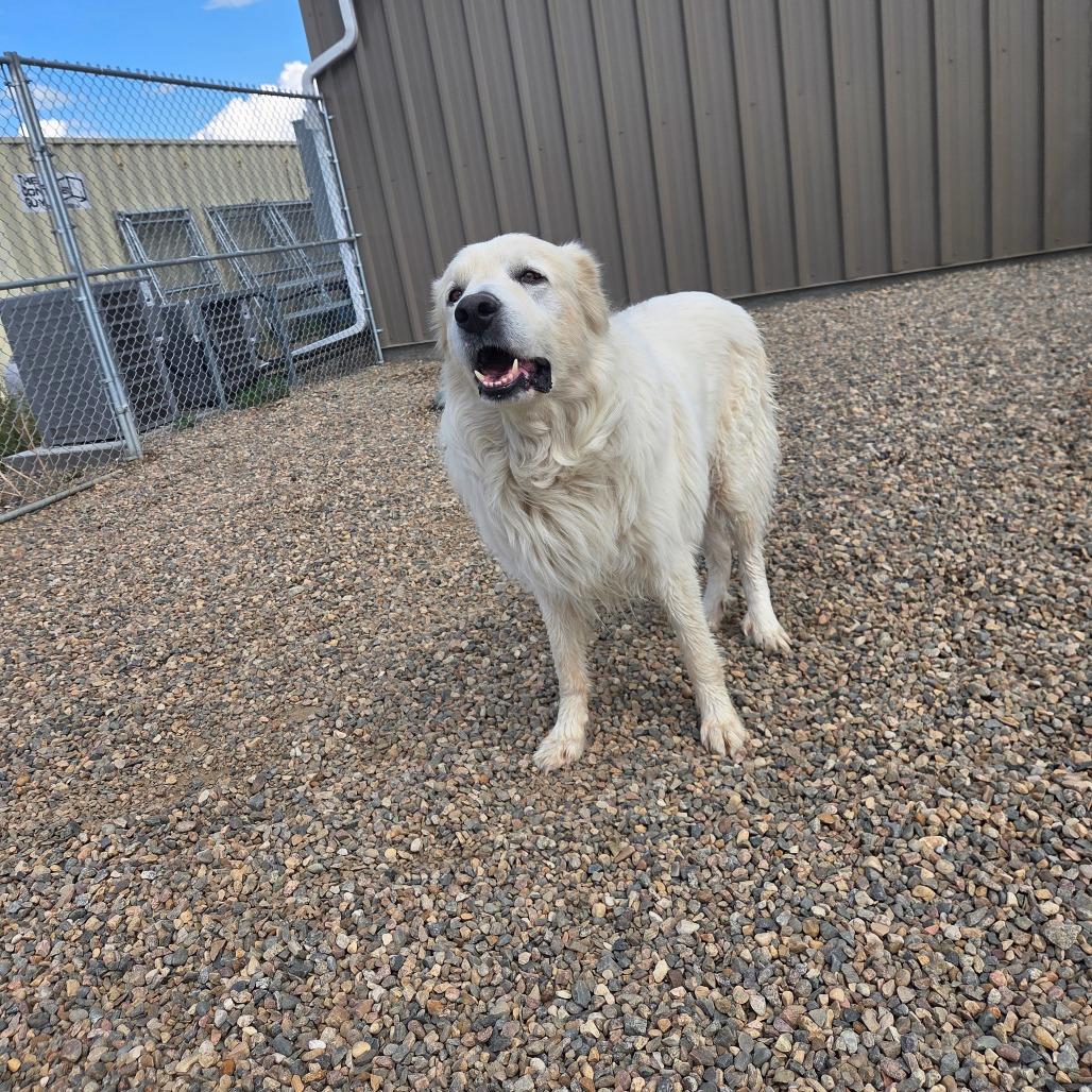 Enlarge Zorro, a Adoptable Great Pyrenees in North Battleford, SK image 3/4