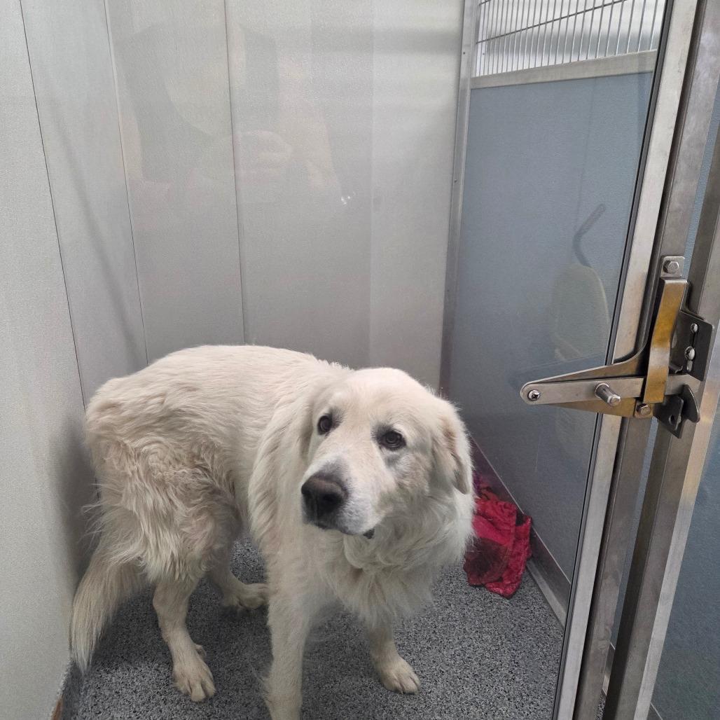 Enlarge Zorro, a Adoptable Great Pyrenees in North Battleford, SK image 4/4