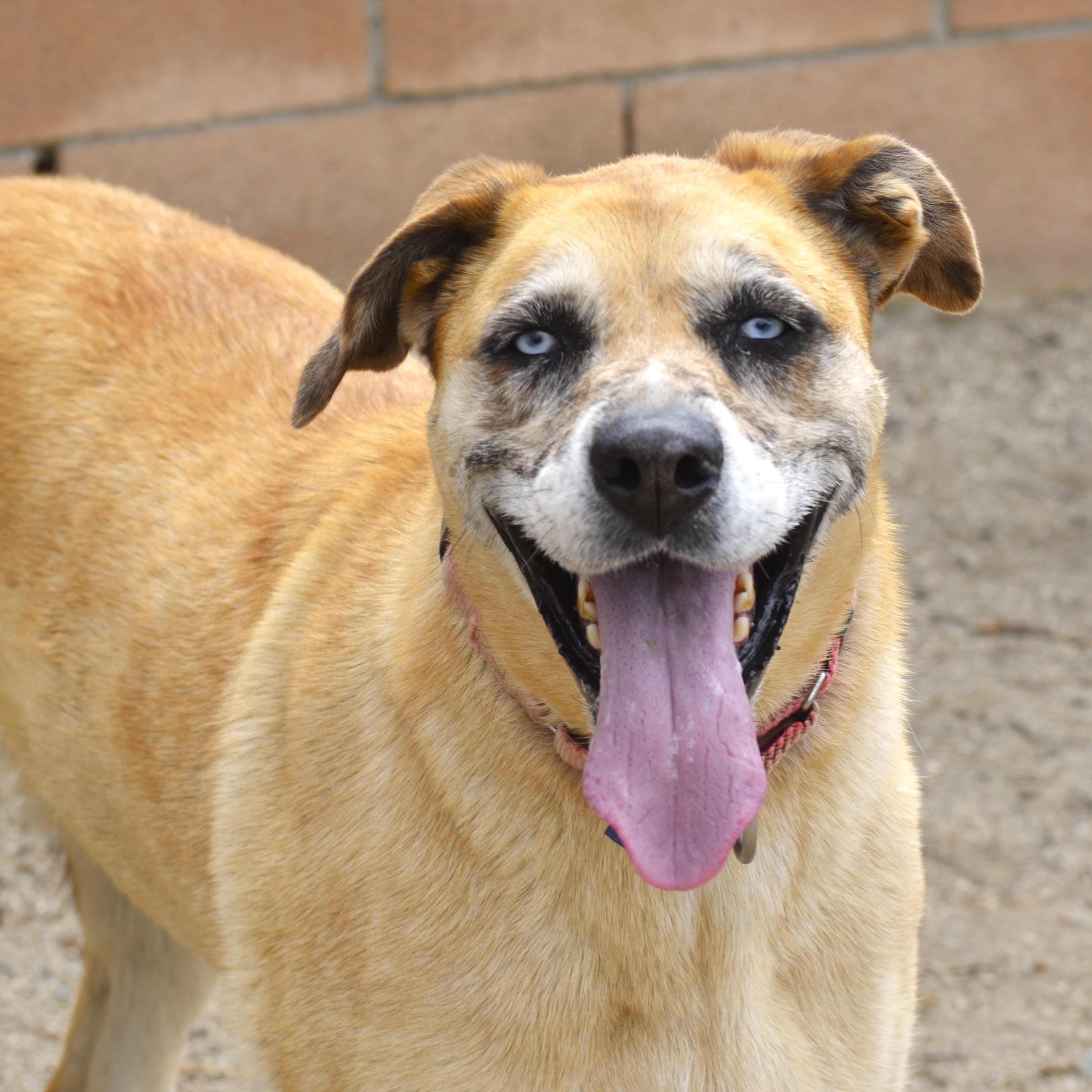 Enlarge Josset, a Adoptable mixed breed in Mountain Center, CA image 1/5