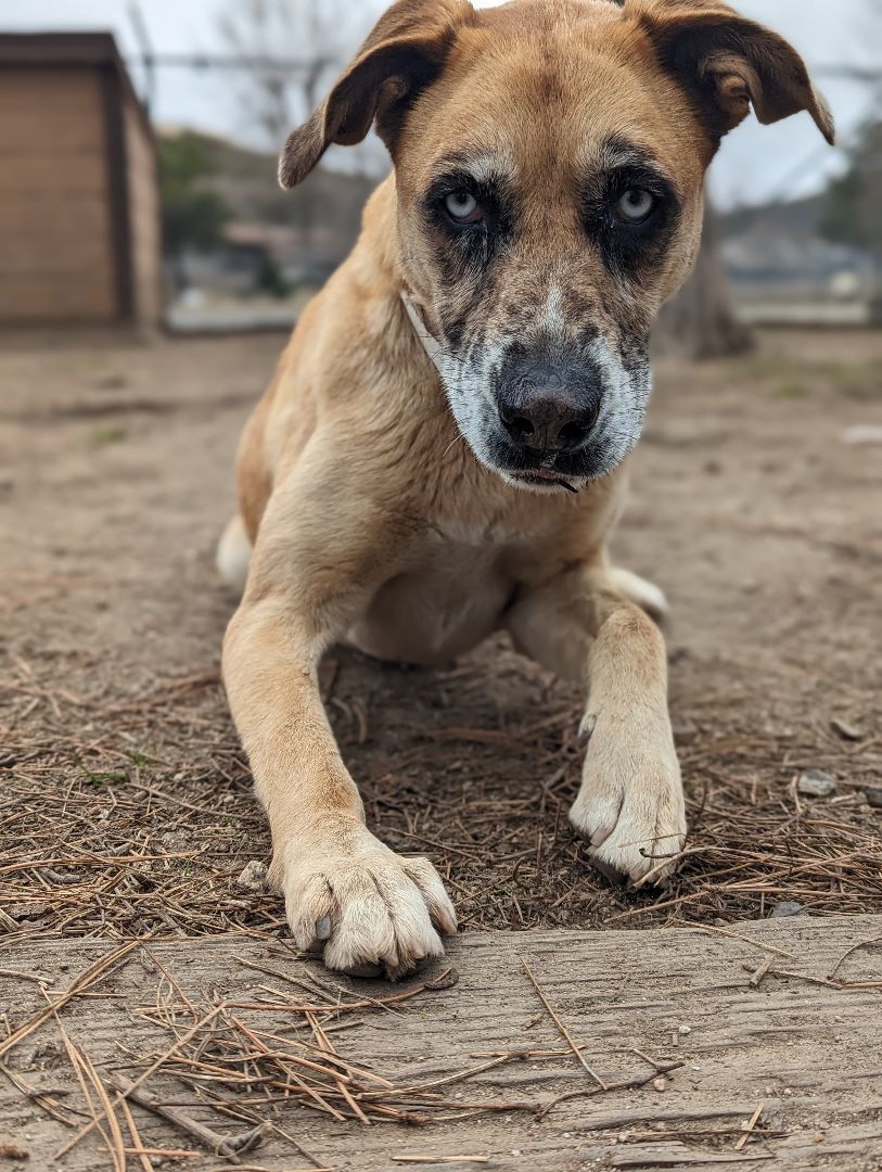 Enlarge Josset, a Adoptable mixed breed in Mountain Center, CA image 2/5
