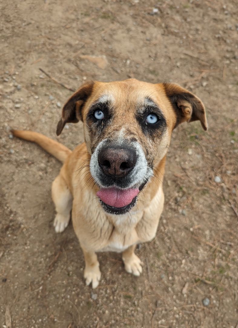 Enlarge Josset, a Adoptable mixed breed in Mountain Center, CA image 3/5