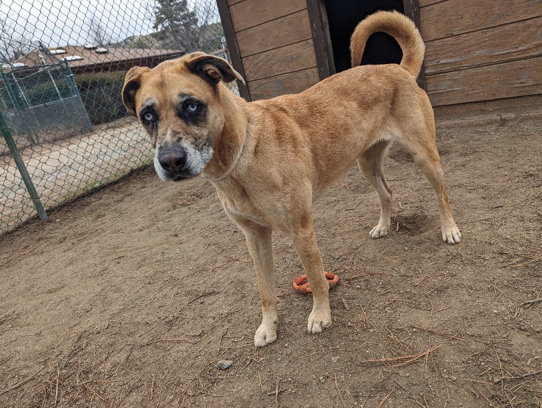 Enlarge Josset, a Adoptable mixed breed in Mountain Center, CA image 4/5
