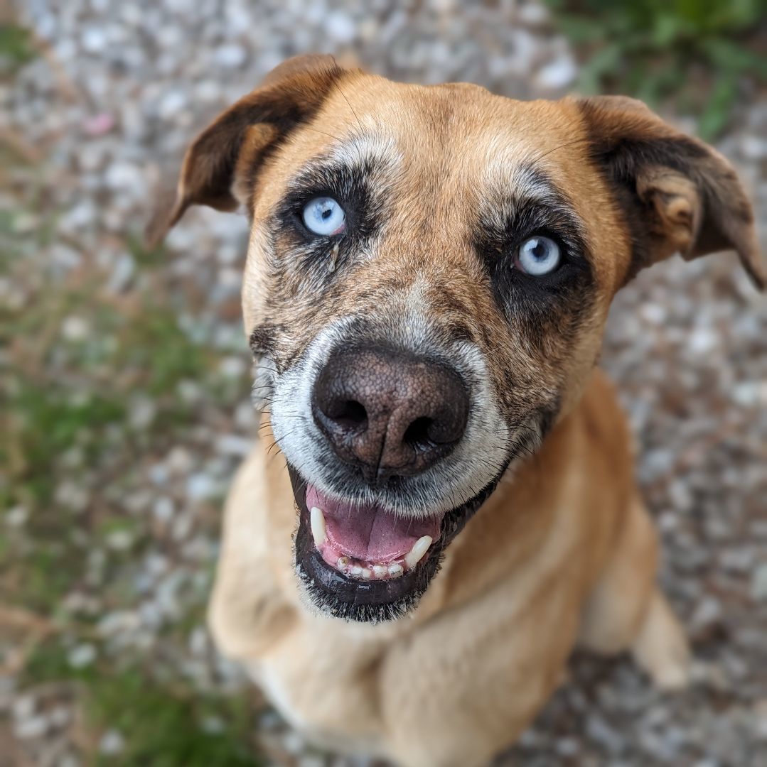 Enlarge Josset, a Adoptable mixed breed in Mountain Center, CA image 5/5
