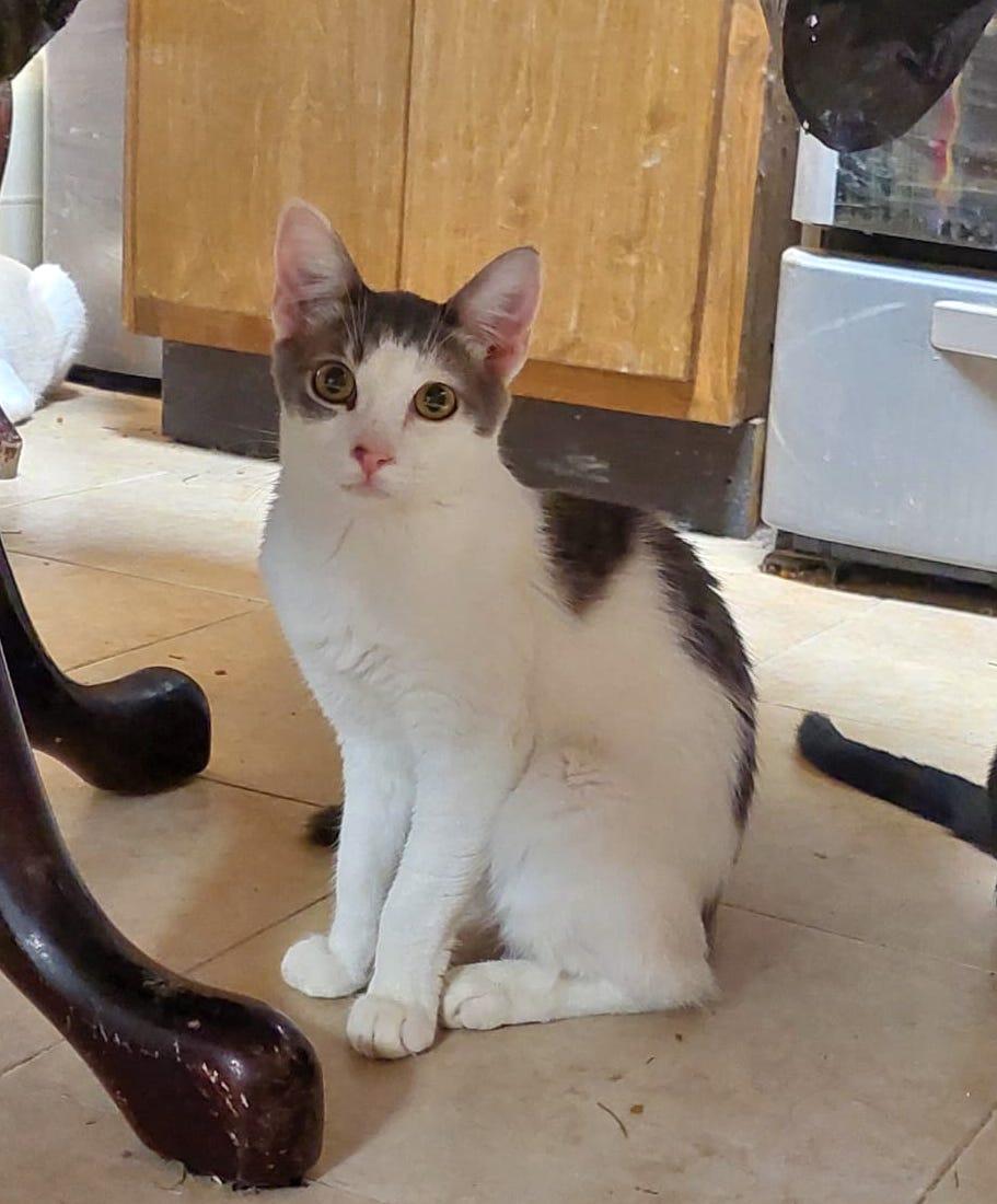 Filiberto — thumbnail 2