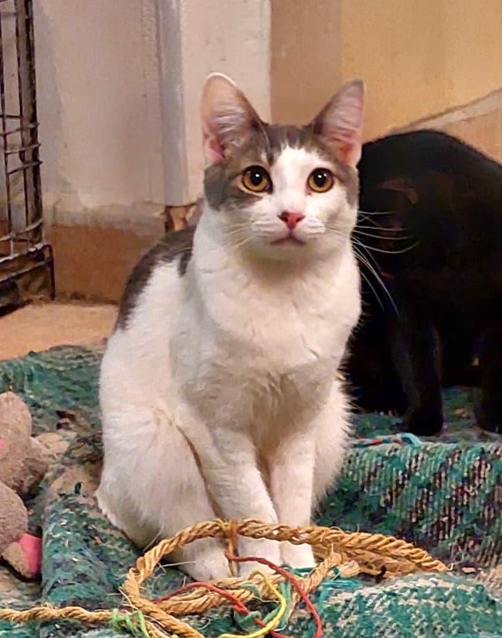 Filiberto — thumbnail 3