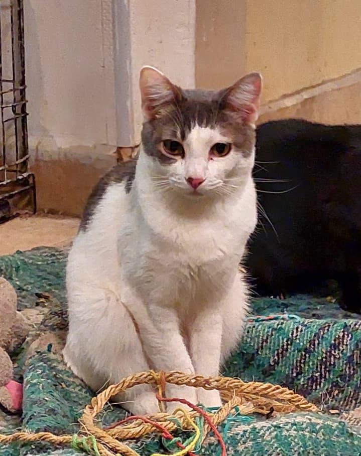 Filiberto — thumbnail 4