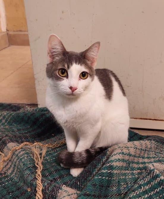 Filiberto — thumbnail 5