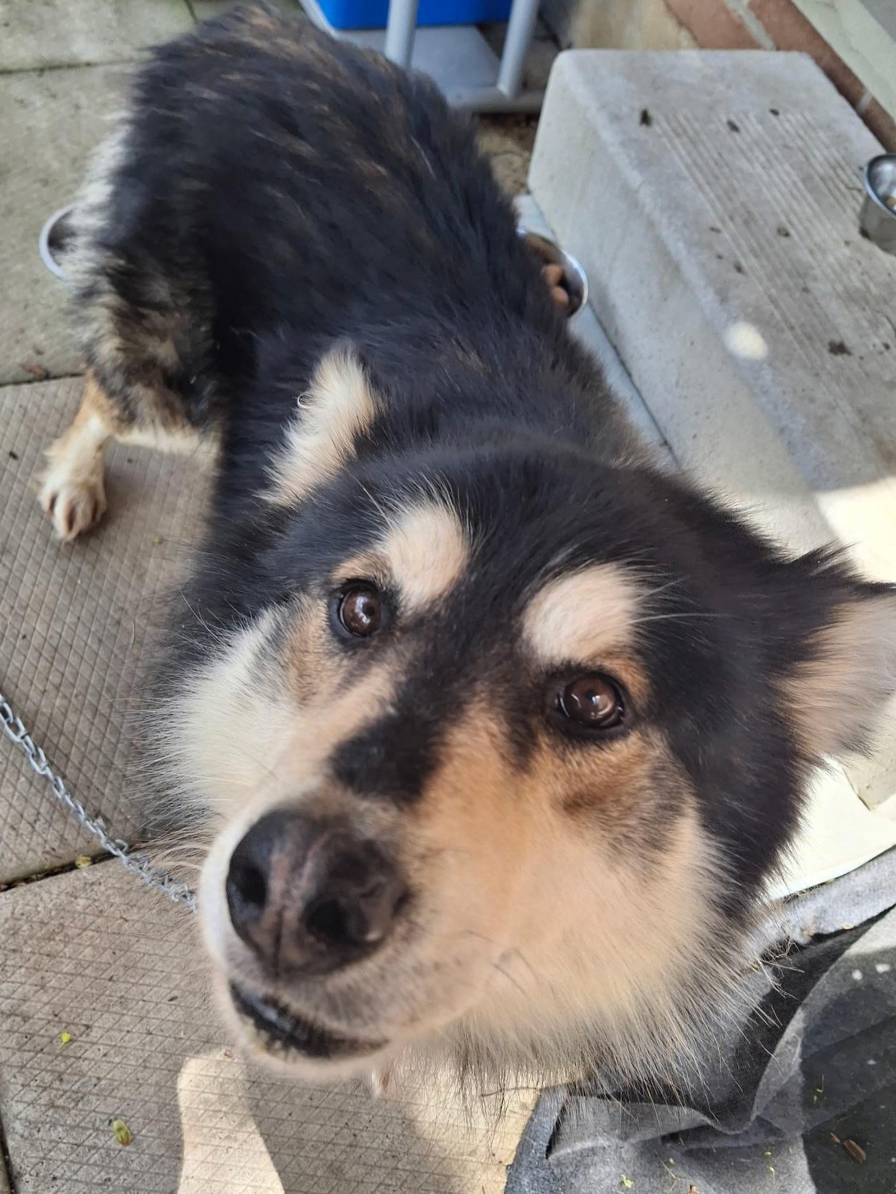 Happy, an adoptable Alaskan Malamute, Shepherd in Newmarket, ON, L3X 2X5 | Photo Image 6