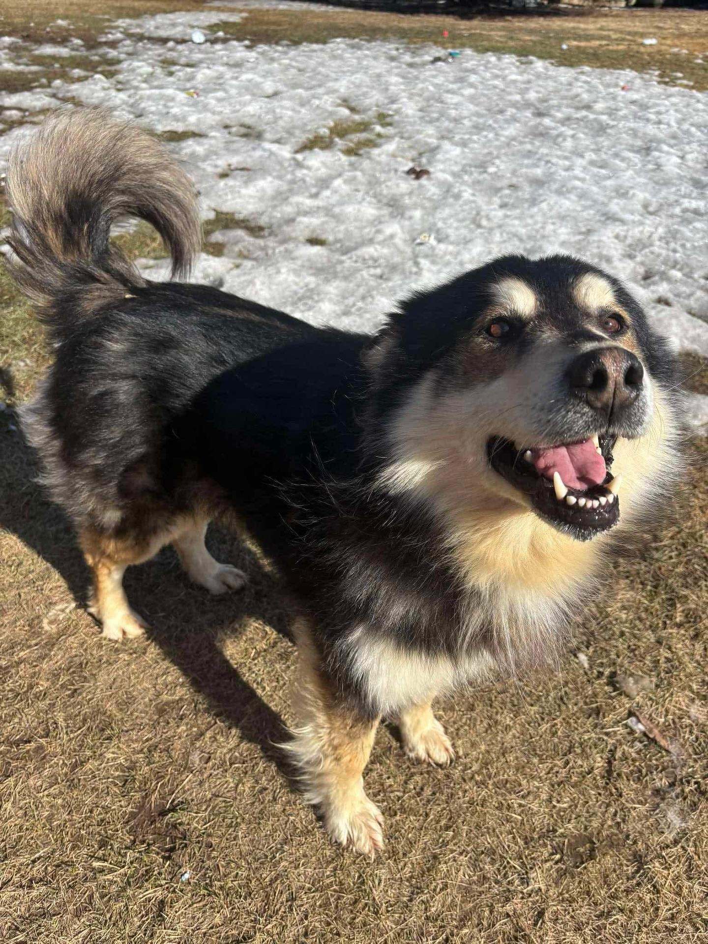 Happy, an adoptable Alaskan Malamute, Shepherd in Newmarket, ON, L3X 2X5 | Photo Image 1