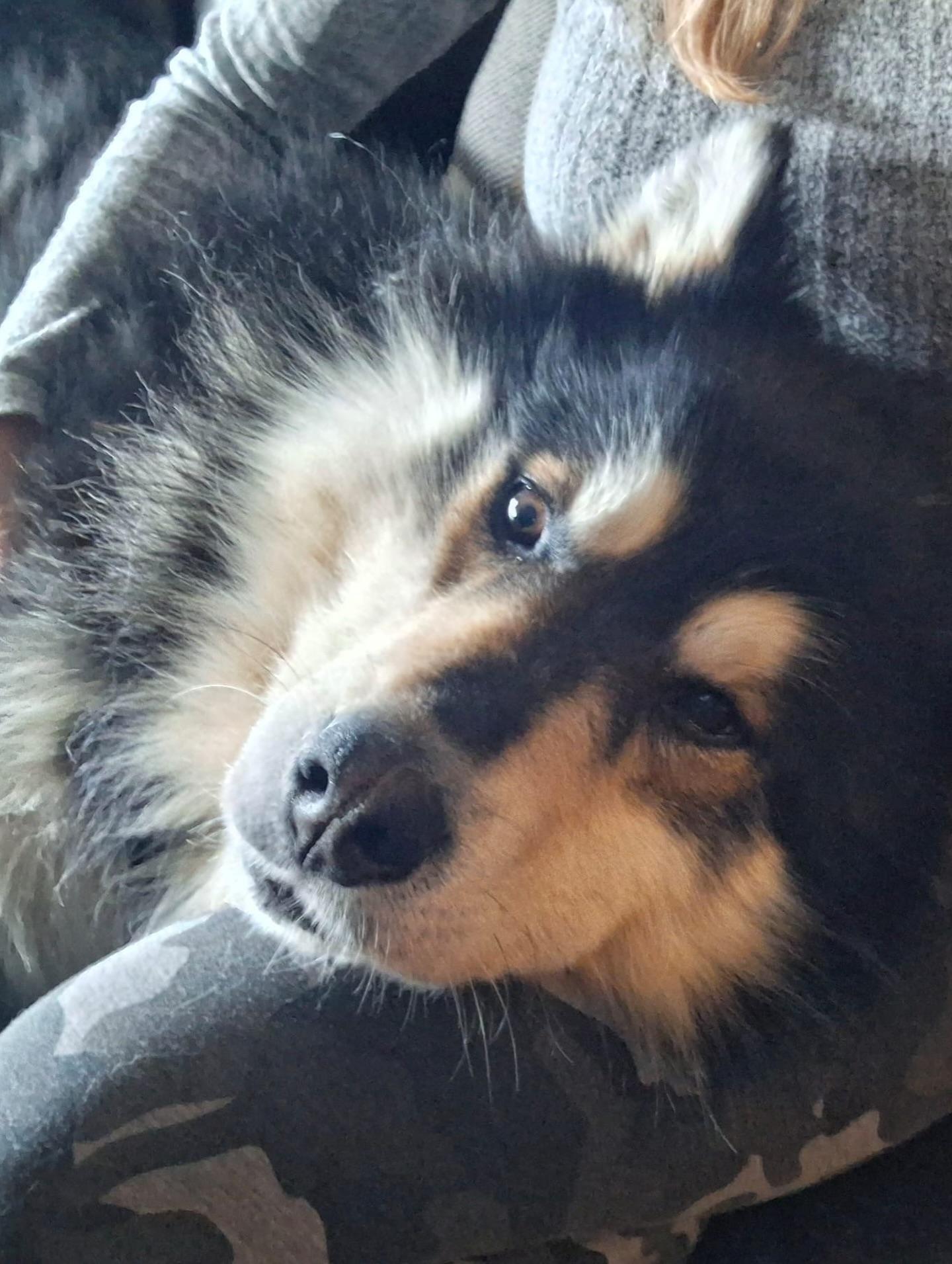 Happy, an adoptable Alaskan Malamute, Shepherd in Newmarket, ON, L3X 2X5 | Photo Image 5