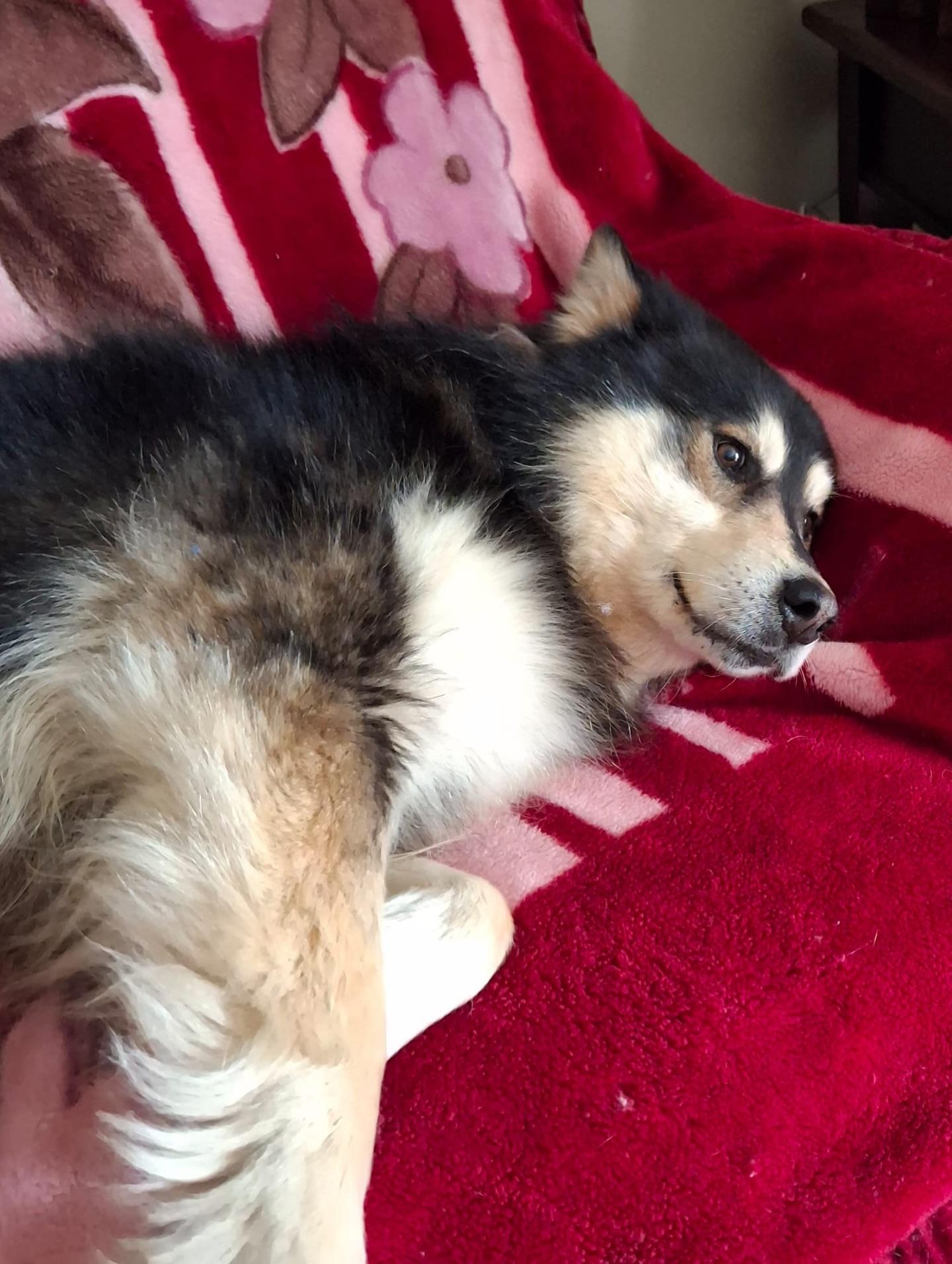 Happy, an adoptable Alaskan Malamute, Shepherd in Newmarket, ON, L3X 2X5 | Photo Image 2