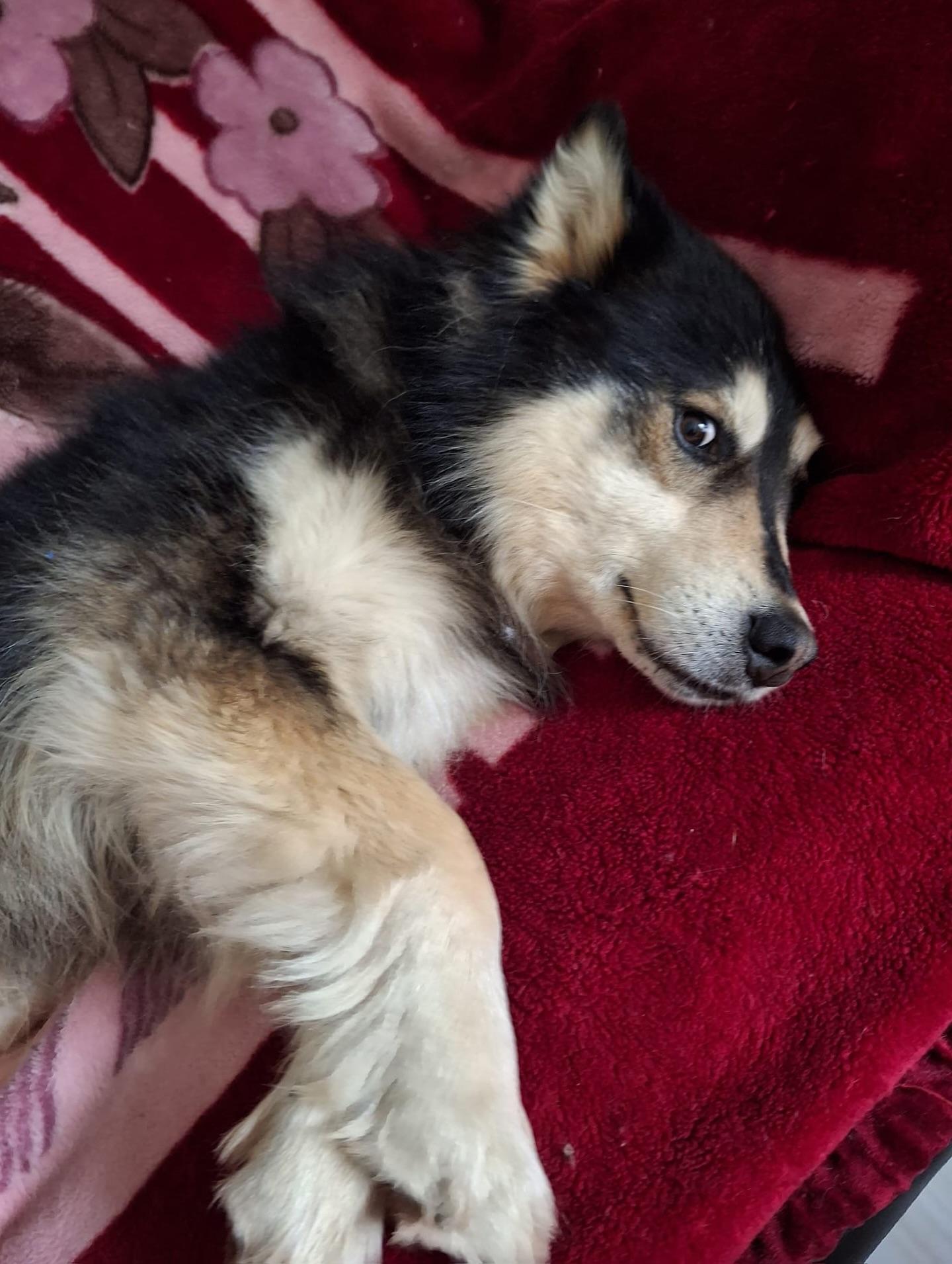 Happy, an adoptable Alaskan Malamute, Shepherd in Newmarket, ON, L3X 2X5 | Photo Image 4