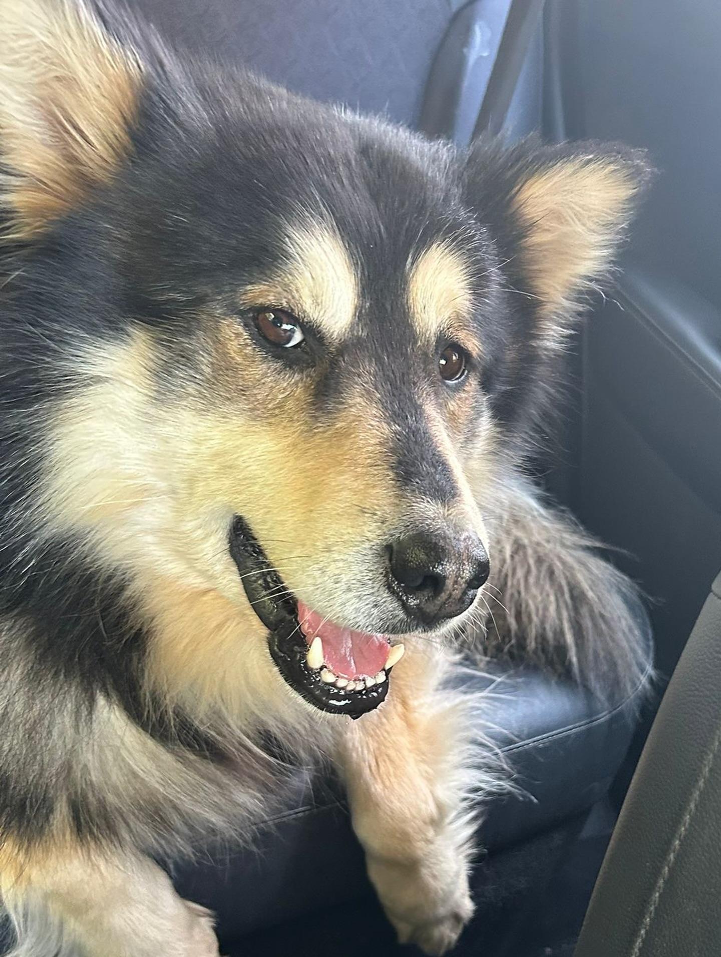 Happy, an adoptable Alaskan Malamute, Shepherd in Newmarket, ON, L3X 2X5 | Photo Image 3