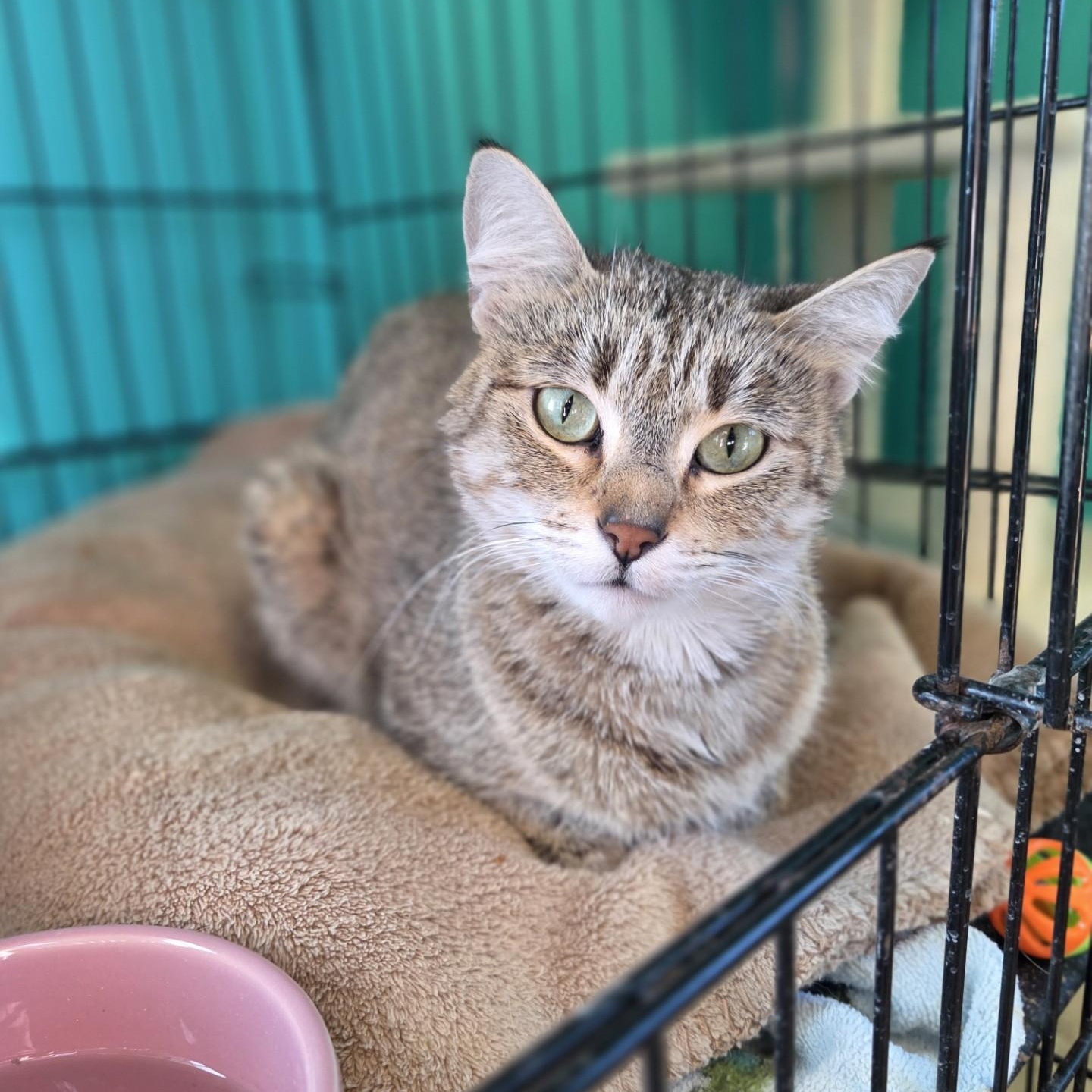 Leslie Knope, ADOPTABLE, Adult Female Domestic Short Hair.