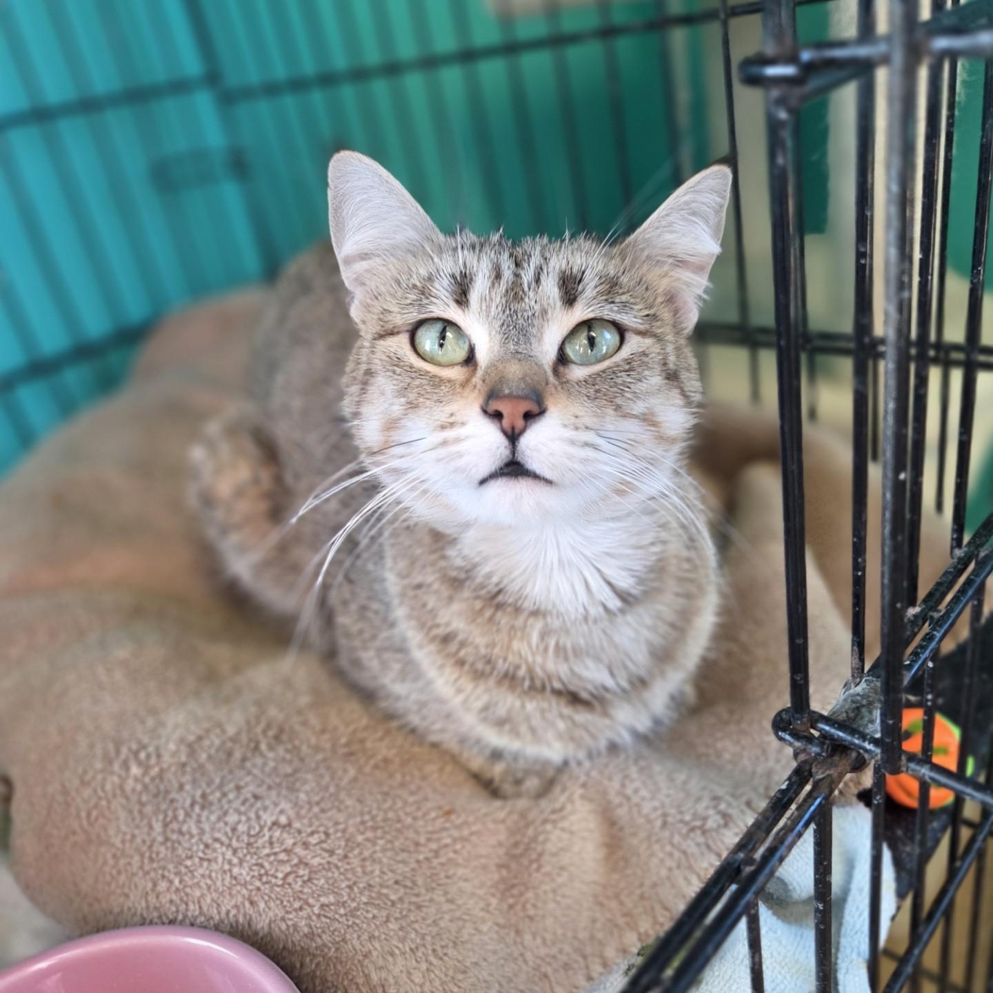 Enlarge Leslie Knope, a ADOPTABLE Domestic Short Hair in Brookings, SD image 2/2