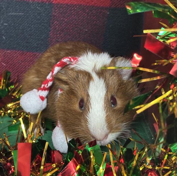 Enlarge Blossom, a Adoptable mixed breed in Monterey, CA image 1/5