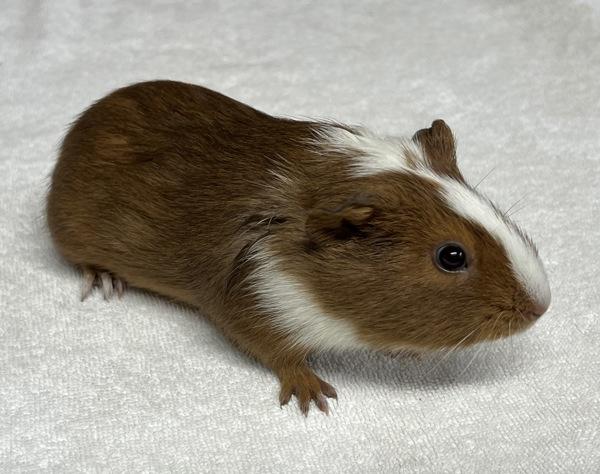 Enlarge Blossom, a Adoptable mixed breed in Monterey, CA image 2/5