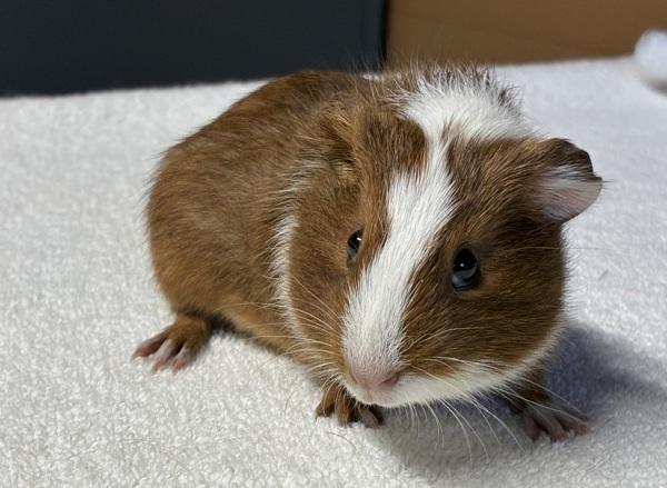 Enlarge Blossom, a Adoptable mixed breed in Monterey, CA image 3/5