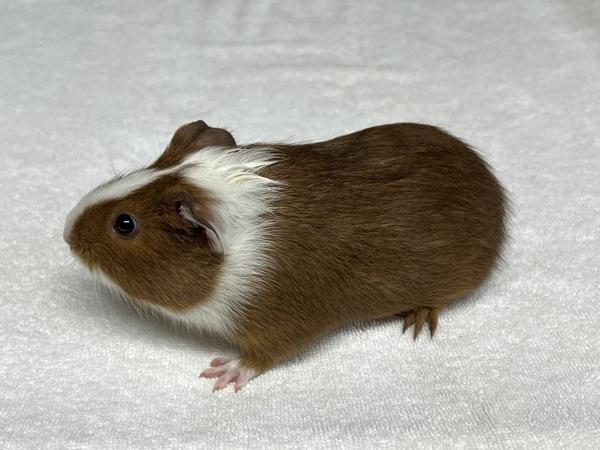 Enlarge Blossom, a Adoptable mixed breed in Monterey, CA image 4/5