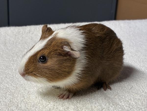 Enlarge Blossom, a Adoptable mixed breed in Monterey, CA image 5/5