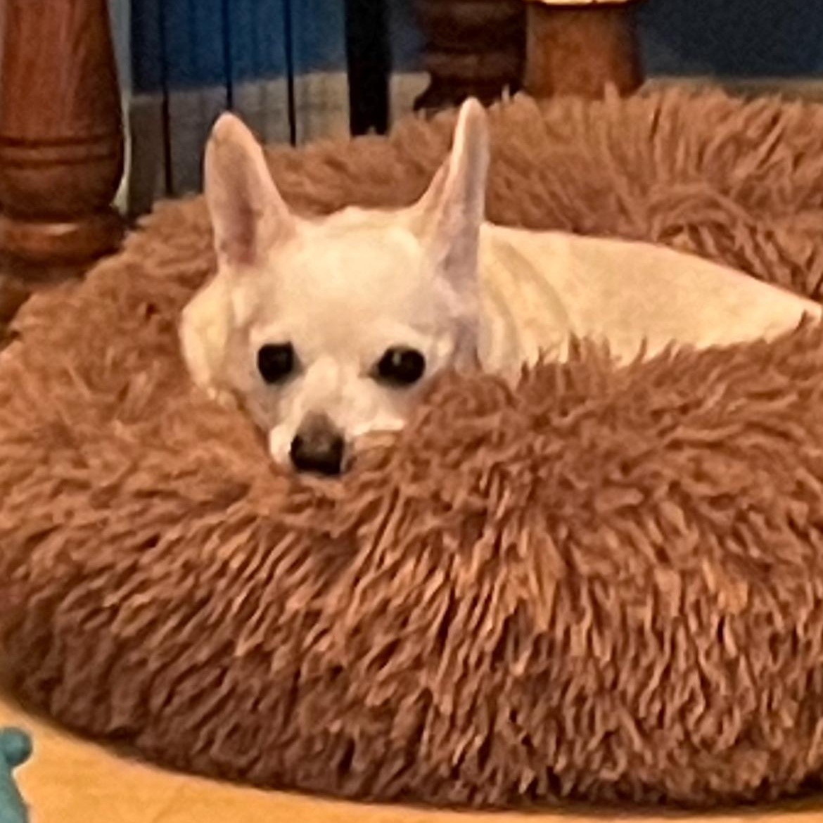 Gummy Bear — thumbnail 3