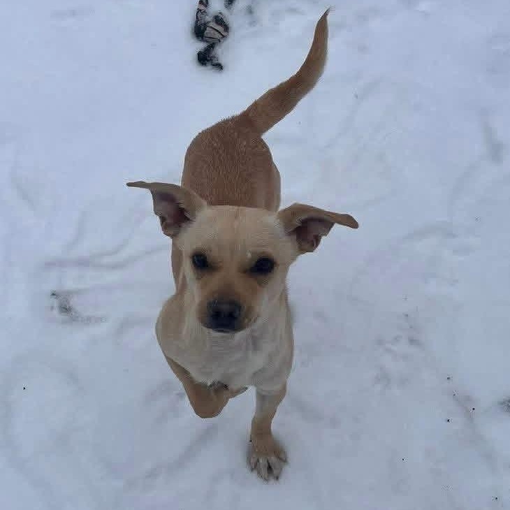 Stewie, a ADOPTABLE mixed breed in Lubbock, TX image 3/4