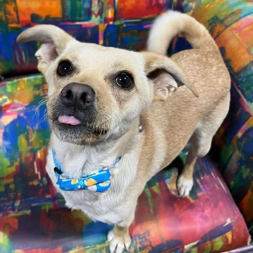 Stewie, a ADOPTABLE mixed breed in Lubbock, TX image 1/4