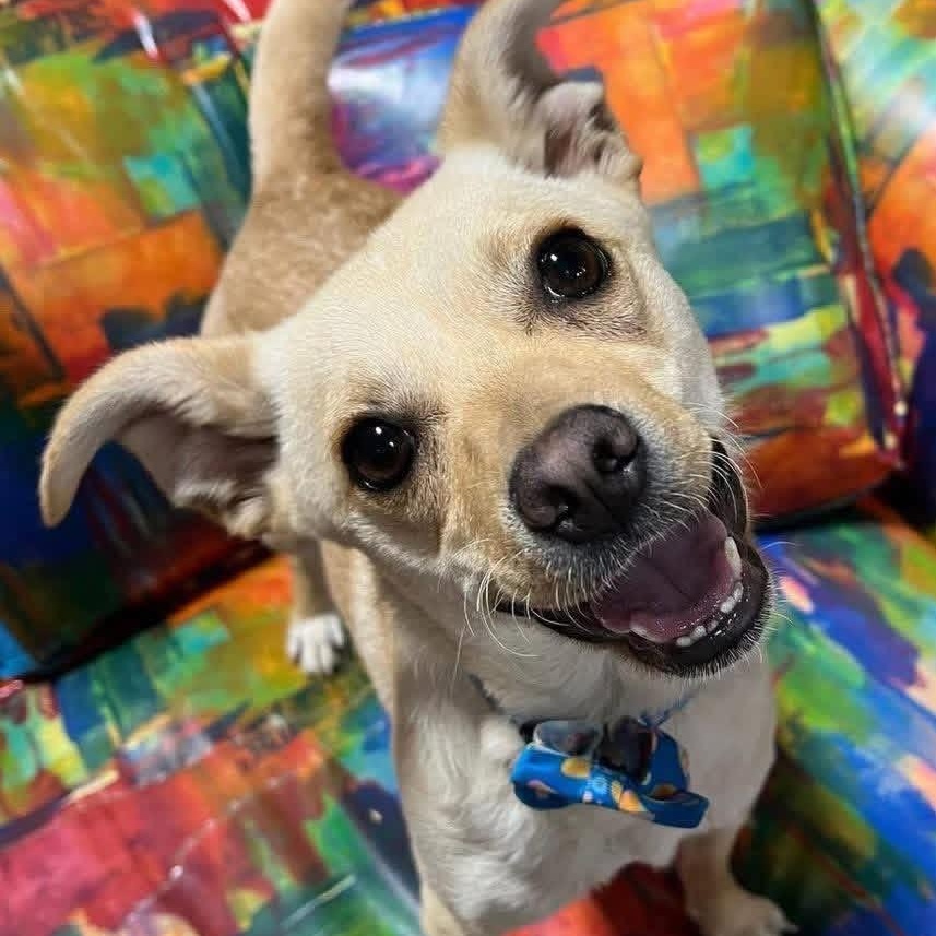 Stewie, a ADOPTABLE mixed breed in Lubbock, TX image 2/4