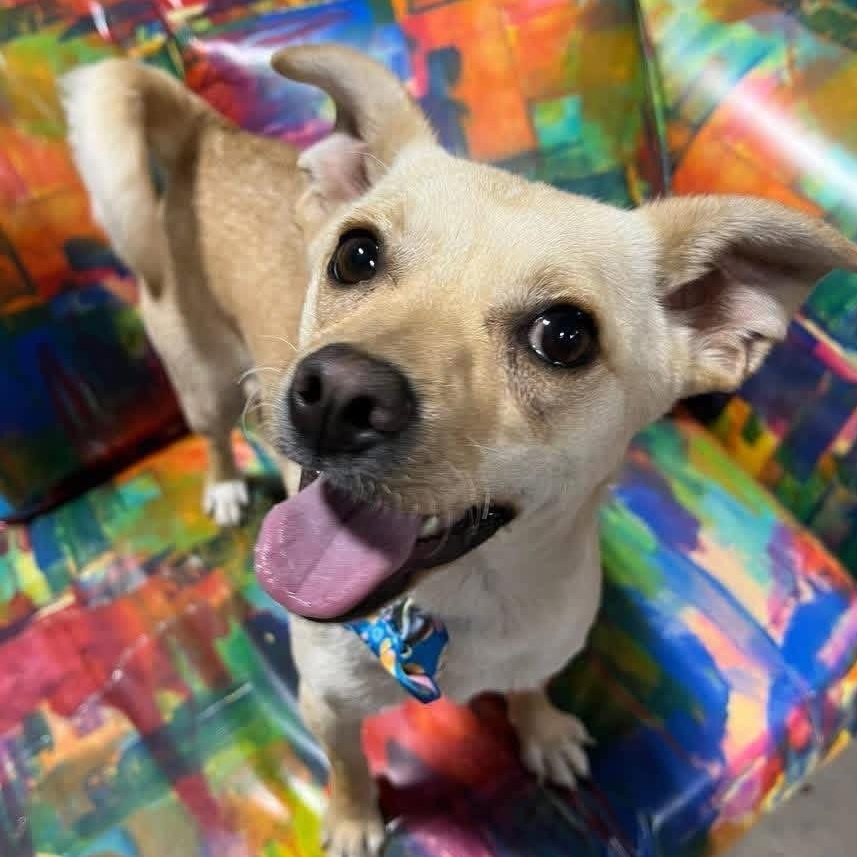 Stewie, a ADOPTABLE mixed breed in Lubbock, TX image 4/4