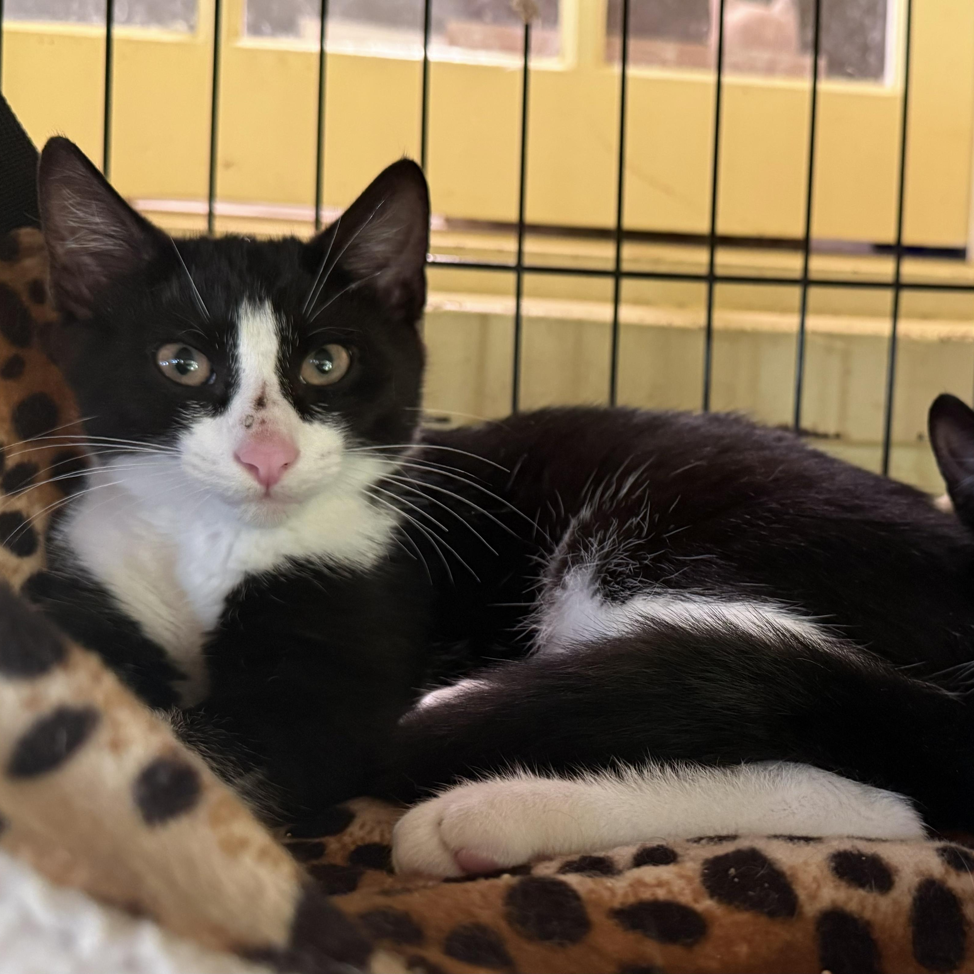Enlarge Carlos, a ADOPTABLE Domestic Short Hair in West Orange, NJ image 2/2
