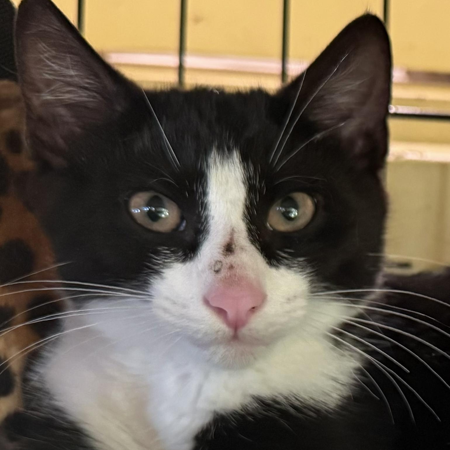 Enlarge Carlos, a ADOPTABLE Domestic Short Hair in West Orange, NJ image 1/2