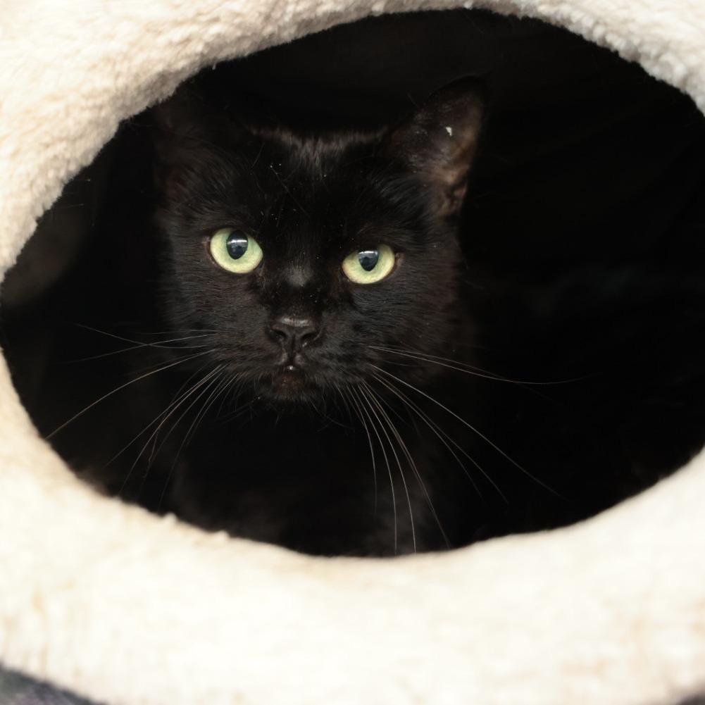 Enlarge Maisie, a Adoptable Domestic Short Hair in Santa Barbara, CA image 1/1