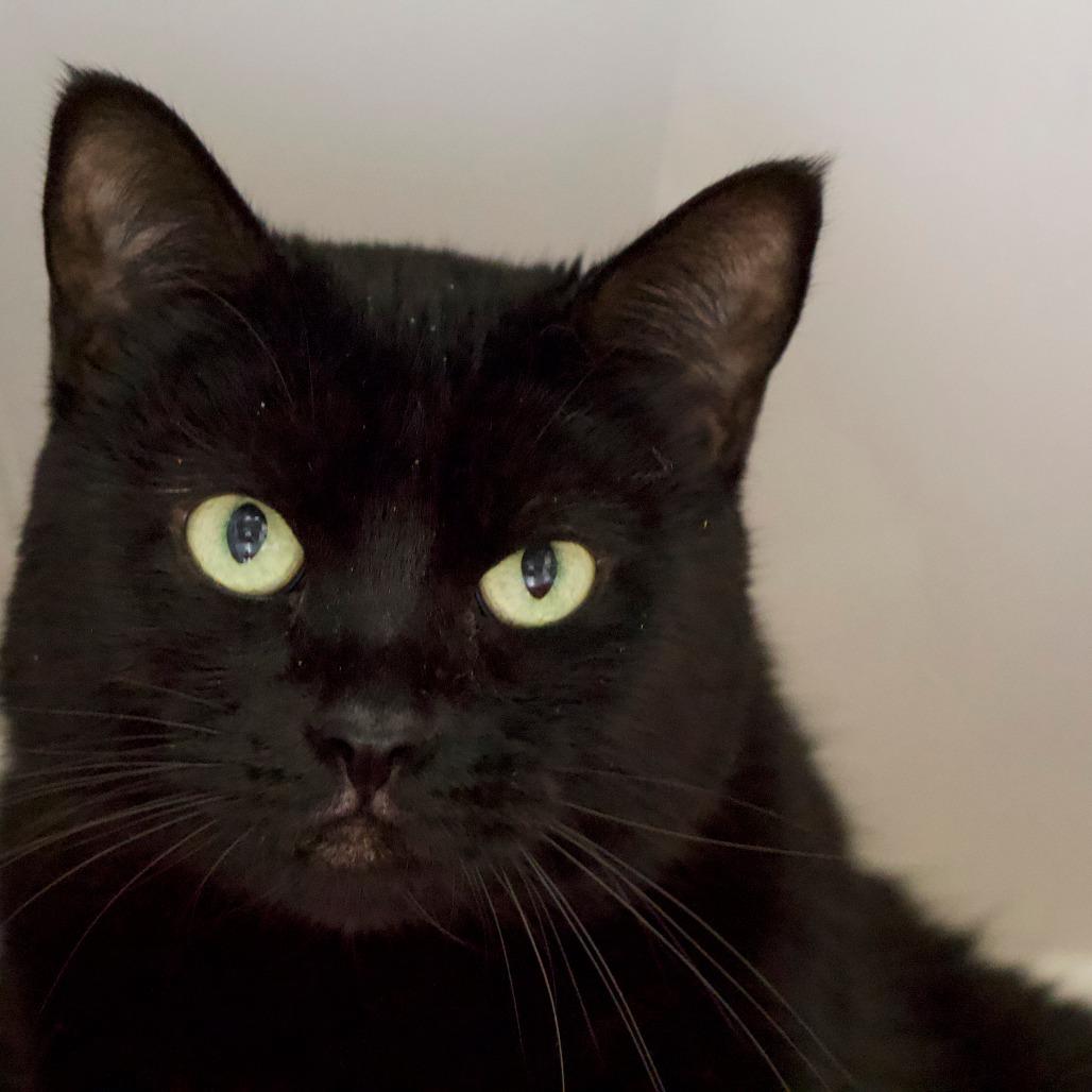 Enlarge Maisie, a Adoptable Domestic Short Hair in Santa Barbara, CA image 2/2