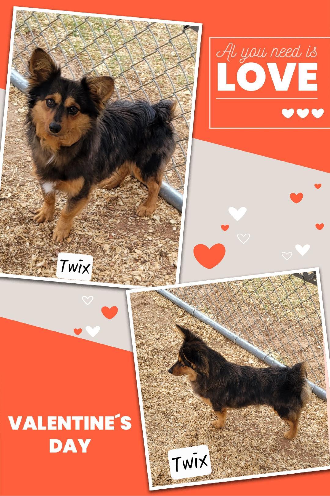 Twix, adopted, Adult Male Corgi.