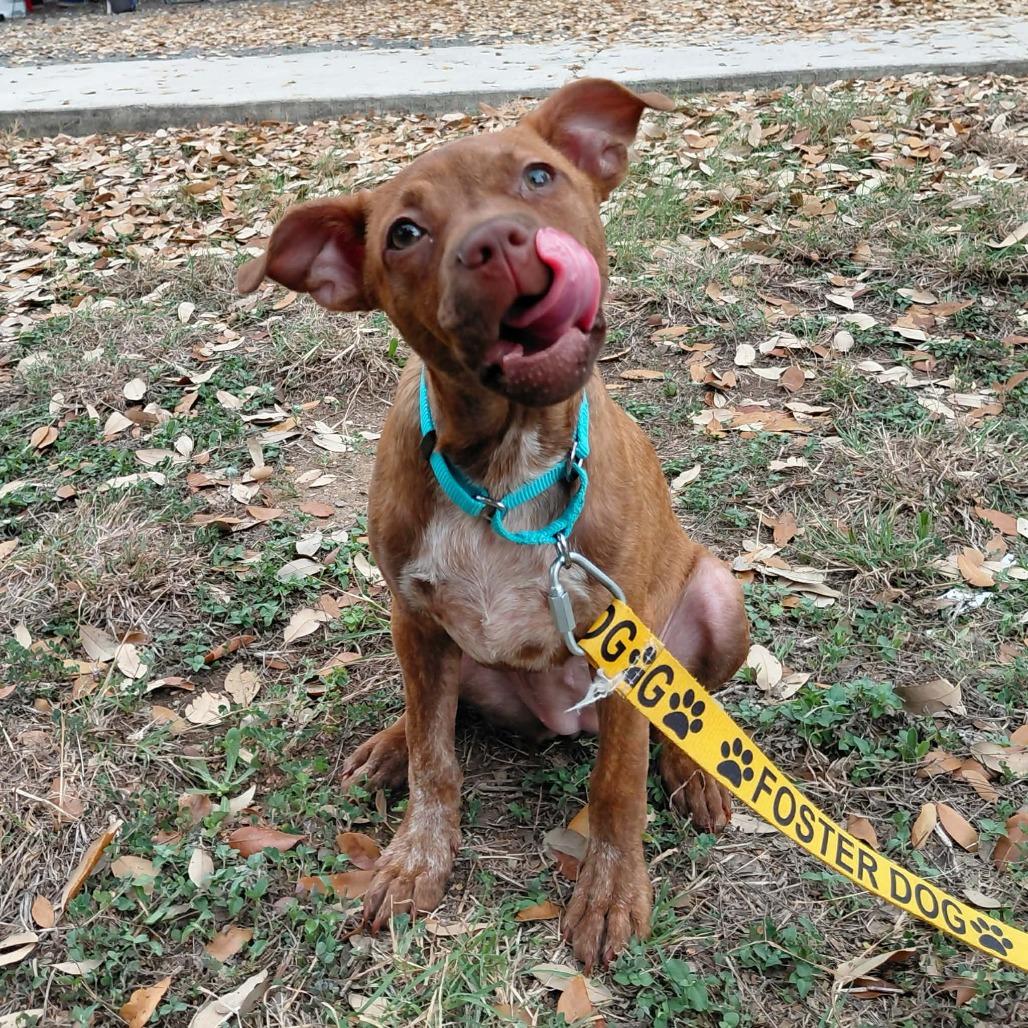 Enlarge Mango SH, an adopted mixed breed in Austin, TX image 4/4