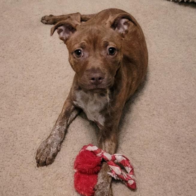 Mango SH, adopted, Puppy Female Boston Terrier & Terrier.