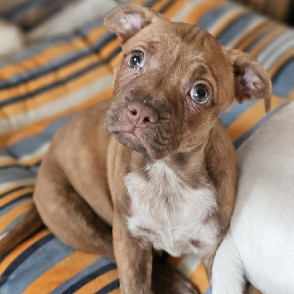 Enlarge Mango SH, an adopted mixed breed in Austin, TX image 2/4