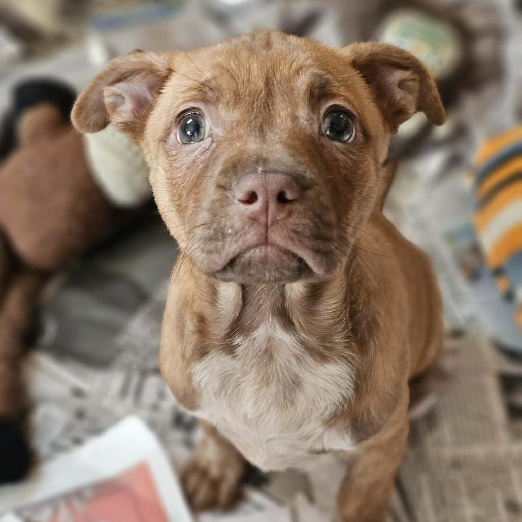 Enlarge Mango SH, an adopted mixed breed in Austin, TX image 3/4