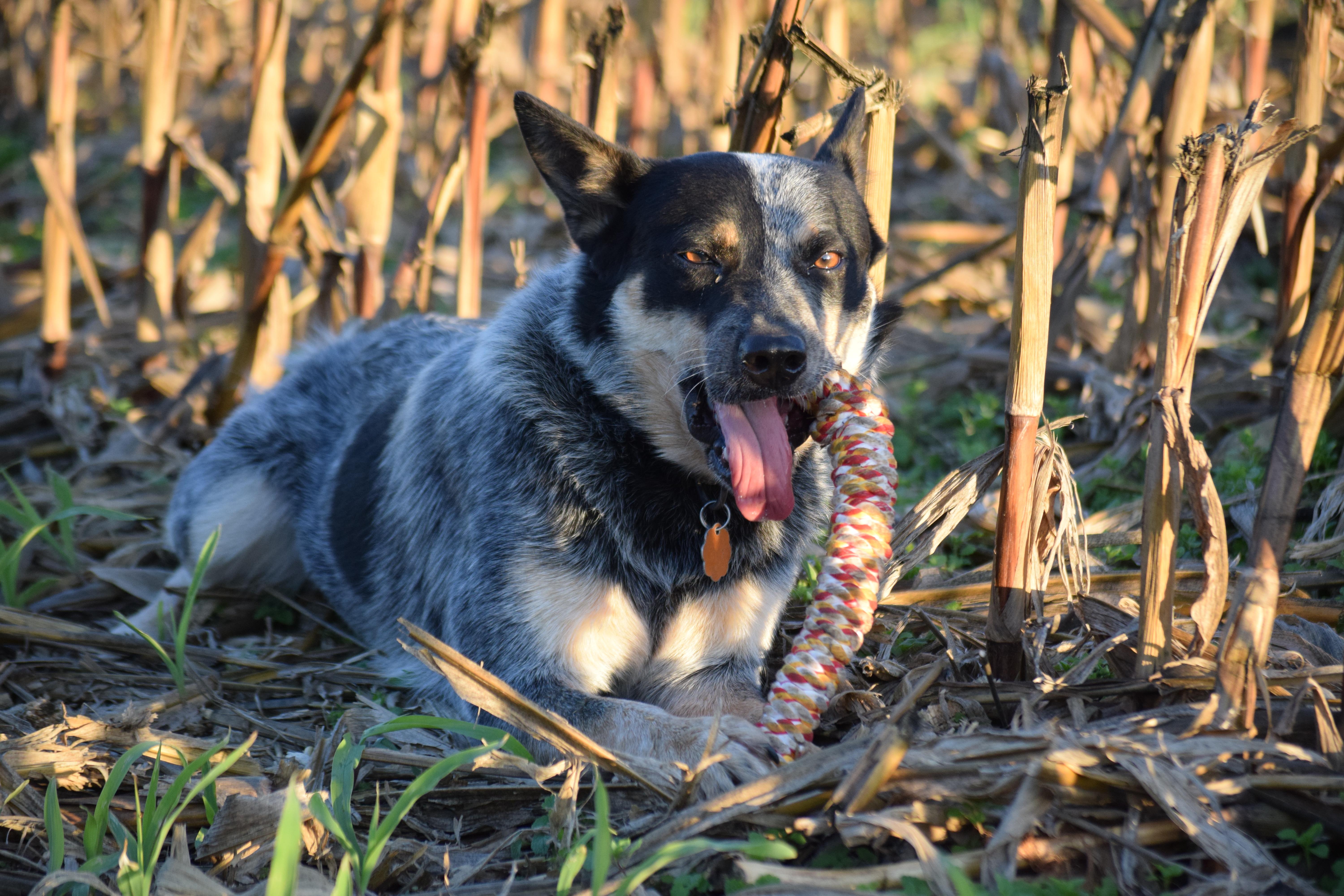 COWBOY- truly amazing!!, a Adoptable Australian Cattle Dog / Blue Heeler in Rockport, IN image 1/5