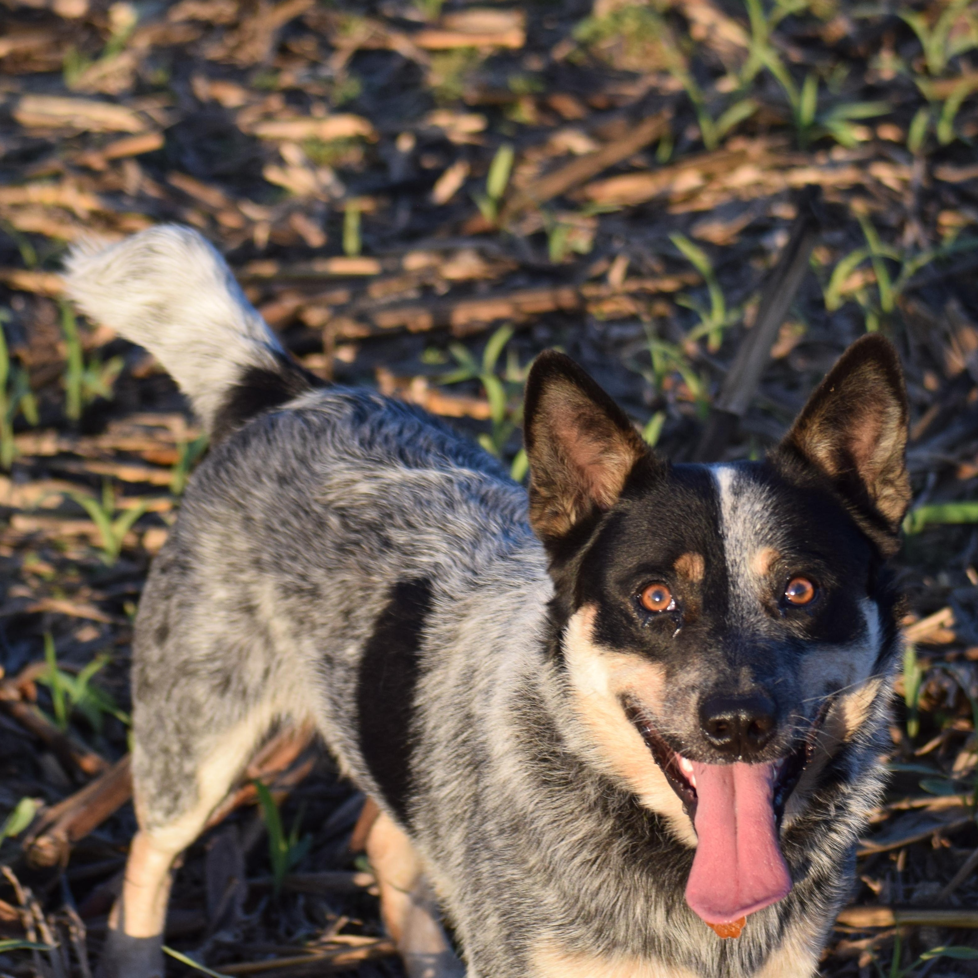 COWBOY- truly amazing!!, a Adoptable Australian Cattle Dog / Blue Heeler in Rockport, IN image 2/5