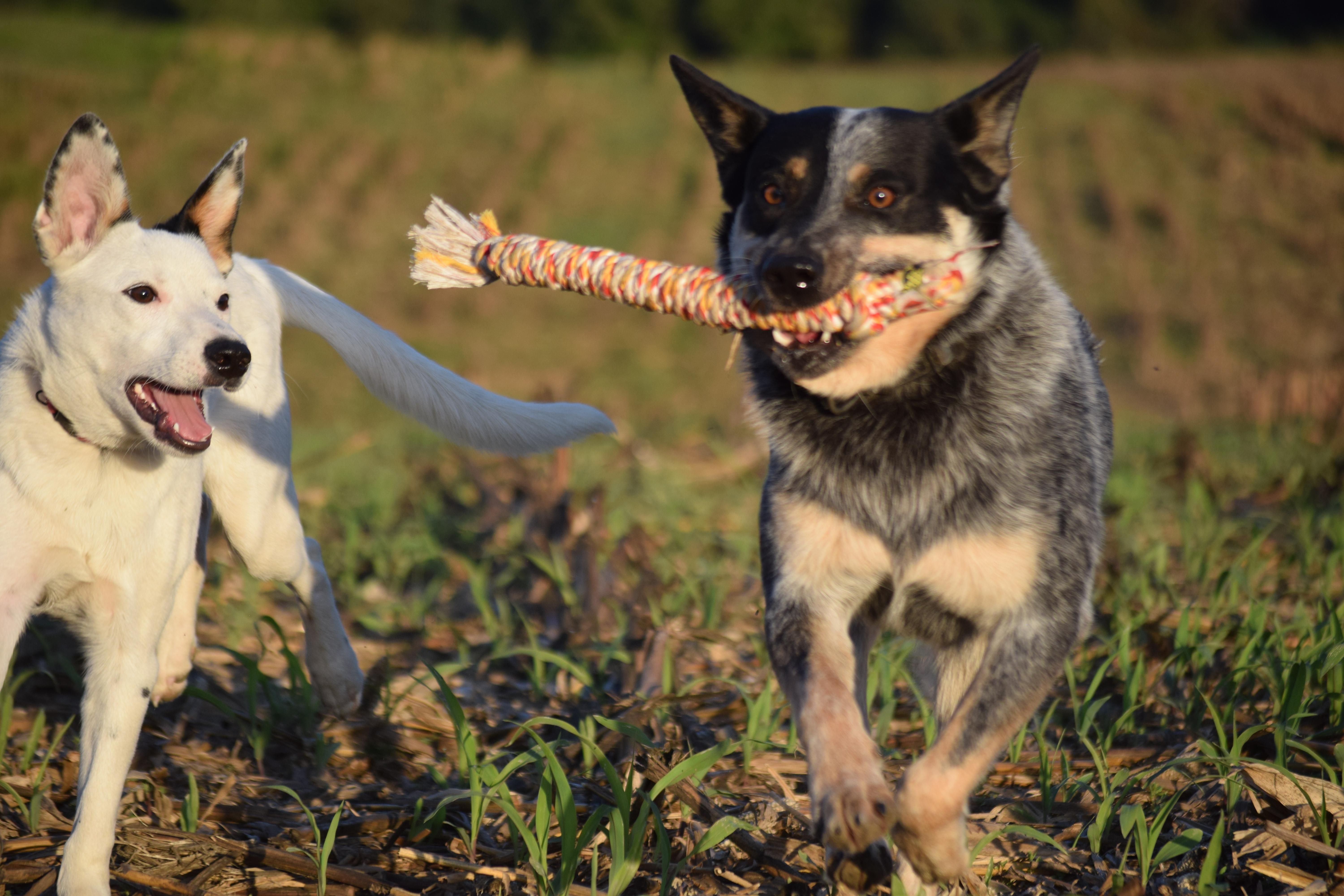 COWBOY- truly amazing!!, a Adoptable Australian Cattle Dog / Blue Heeler in Rockport, IN image 3/5