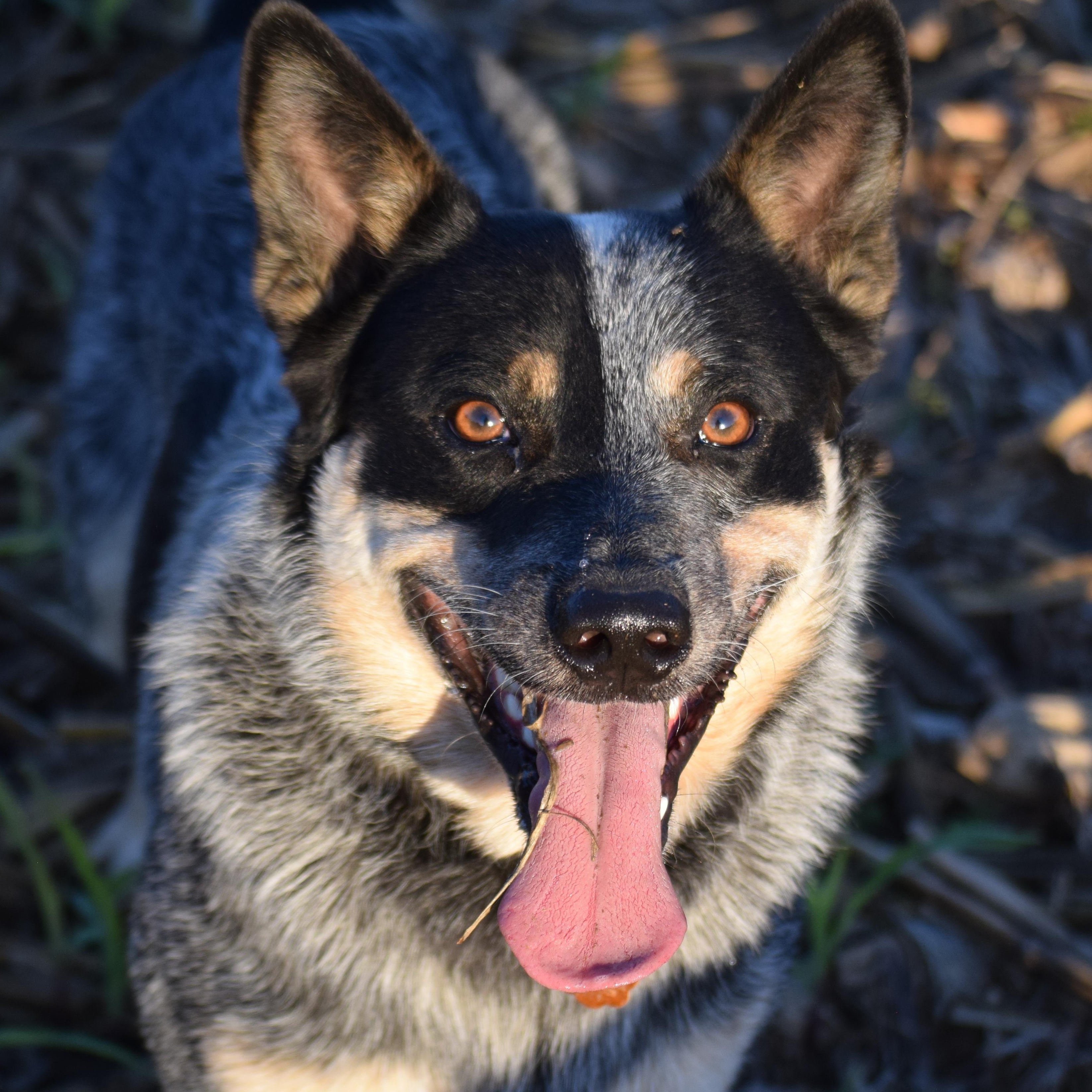 COWBOY- truly amazing!!, a Adoptable Australian Cattle Dog / Blue Heeler in Rockport, IN image 4/5