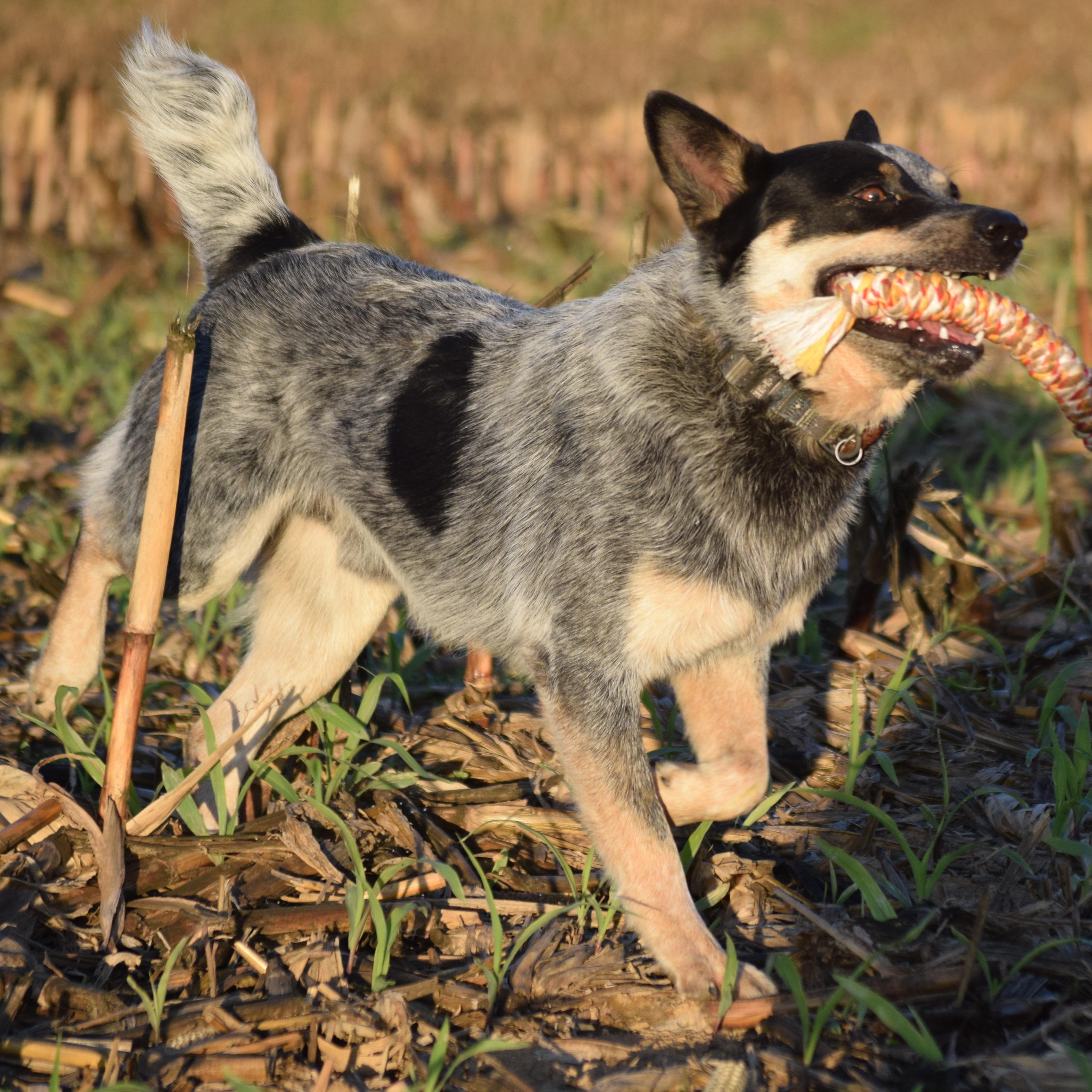 COWBOY- truly amazing!!, a Adoptable Australian Cattle Dog / Blue Heeler in Rockport, IN image 5/5