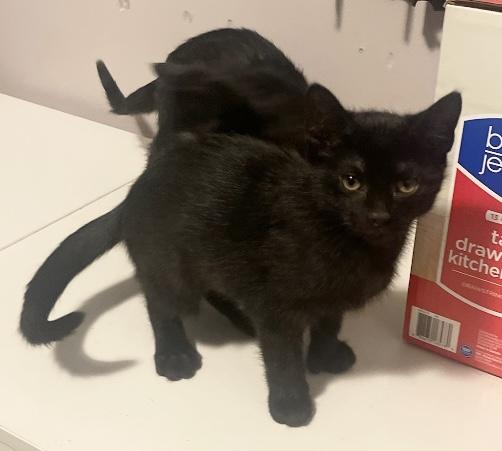 Enlarge Sweet Baby Sisters, an adopted Domestic Short Hair in Salem, NH image 2/2