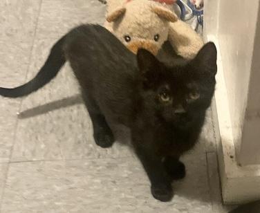 Enlarge Sweet Baby Sisters, an adopted Domestic Short Hair in Salem, NH image 1/2