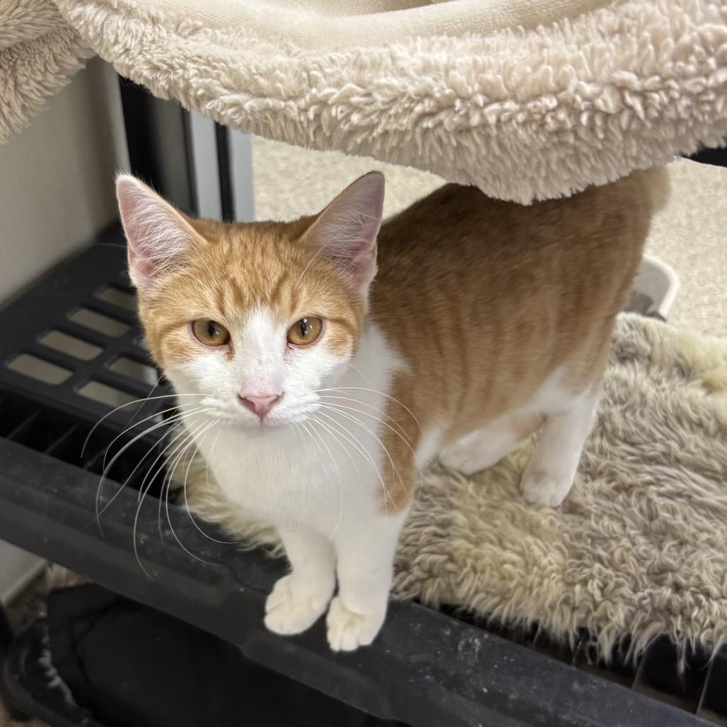 Cutie Pie, Adoptable, Young Male American Shorthair.