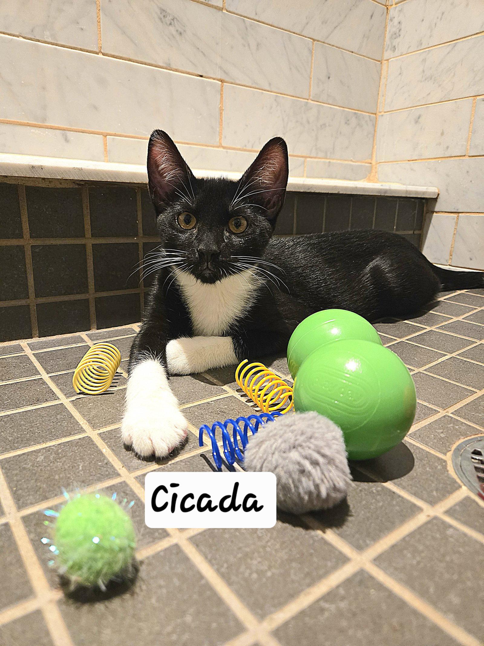 Cicada, a Adoptable Domestic Short Hair in Flushing, NY image 1/3