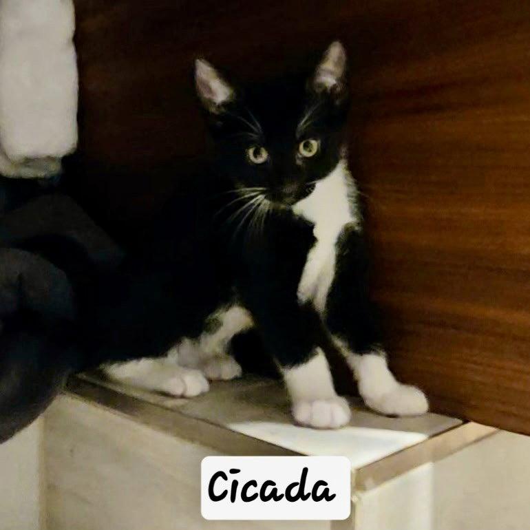 Cicada, Adoptable, Young Female Domestic Short Hair.