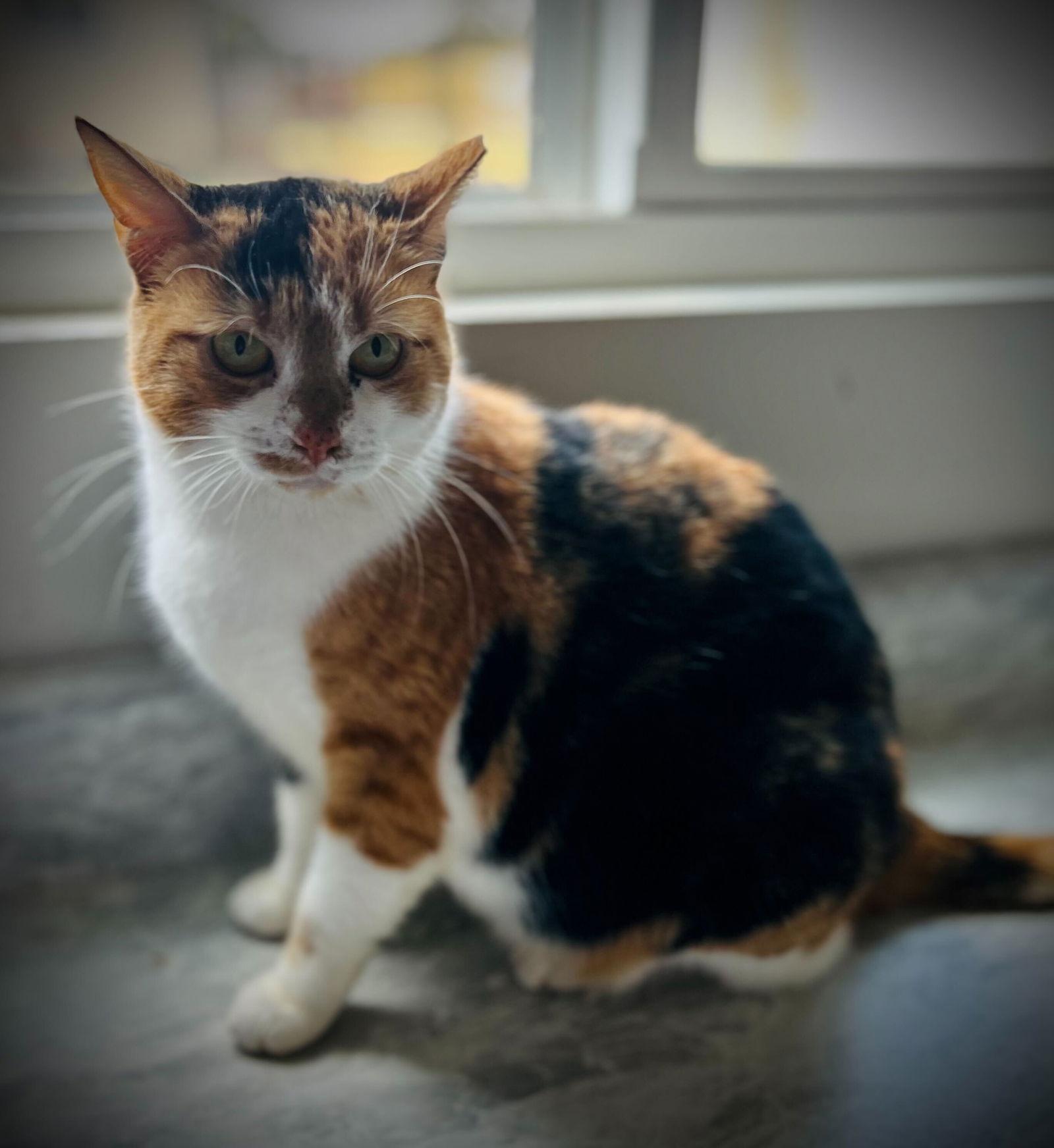 Tetra Aug 25, Adoptable, Adult Female Torbie.